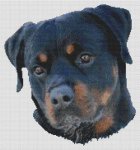 (image for) Rottweiler Serenity